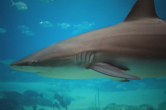 1427041903017002195.jpg TGU5-awzuney0969174.jpg