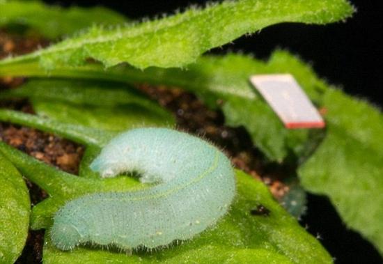 1427623106570040230.jpg 8pGm-cczmvun6683858.jpg