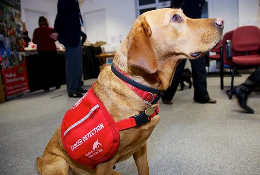 汪星人闻闻尿液就能嗅出癌症 准确率高达93％