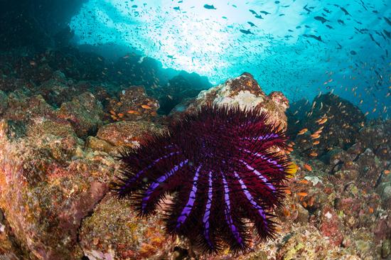 目前,棘冠海星已经成为大堡礁的头号杀手。