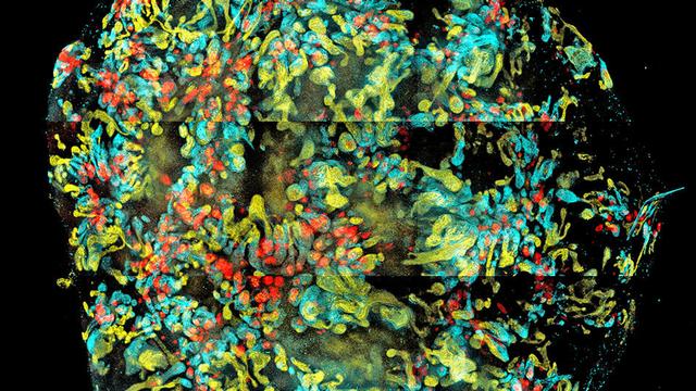 1444371285343054570.jpg 126085467.jpg