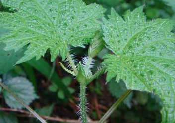 1447146669171095298.jpg 20091214103611565.jpg