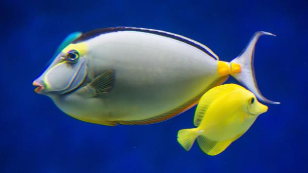 1459213161421089892.jpg shXk-fxqswxk9727053.jpg