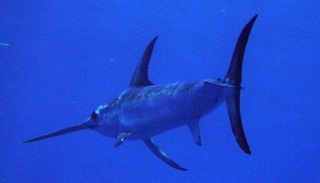 1468285588750095135.jpg 136368959.jpg