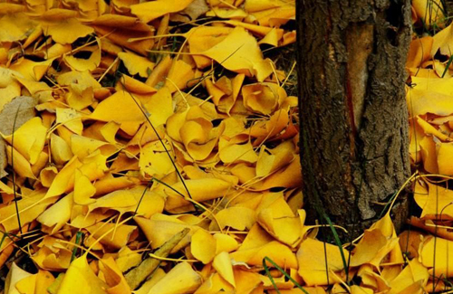 1477985774484000669.jpg 20161101125357555.jpg