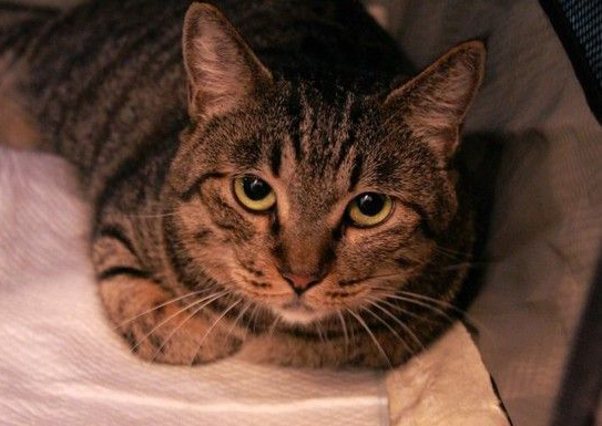 1477986372250013943.jpg 300000764046131243861776962_950.jpg