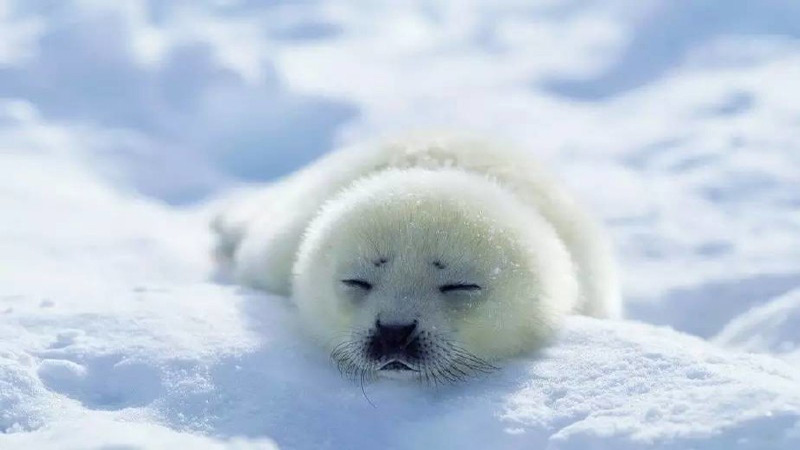 1487121594390011508.jpg c995d143ad4bd1132039139a53afa40f4afb05a5.jpg