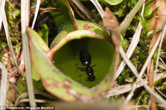 1489039887390027907.jpg ltPN-fyarrcc8538335.jpg