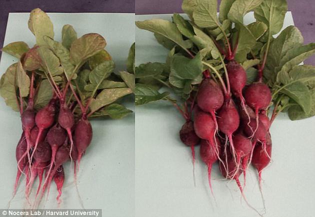 1491869465546015031.jpg ttoS-fyecezv3029043.jpg