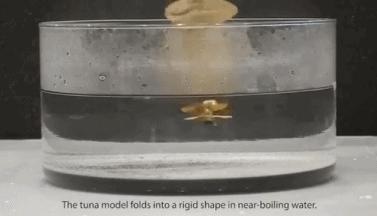 1496361714468052454.gif nfNQ-fyfuzpn2463986.gif