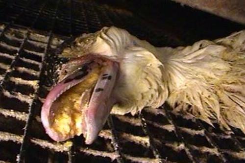 1496627604343059762.jpg APiOfbT5273SNA696Sj4hwkpB9JgURnE5GIzrPr=bZBLN1496386899331.jpg