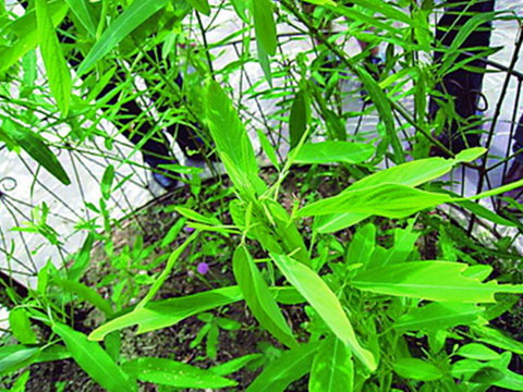 1502846918062042405.jpg 136524371_15026775076891n.jpg