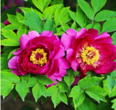 1528883115234068144.png 137214884_15278502900321n.png