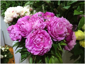 1528883133031070492.png 137214884_15278502994191n.png