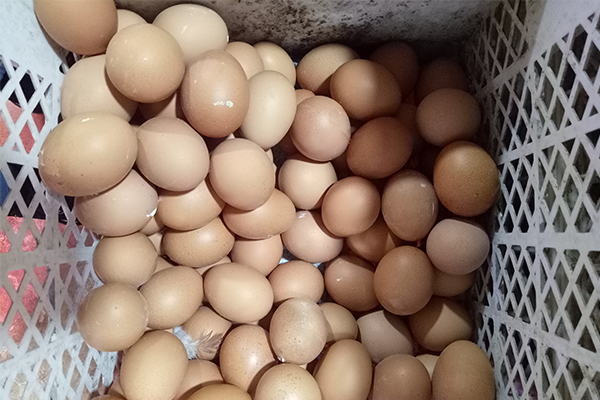 1544406031531063499.png 137601107_15420084231891n.png