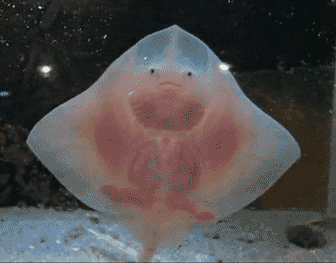 《海王》里撑起半边天的海洋生物 现实中也相当厉害