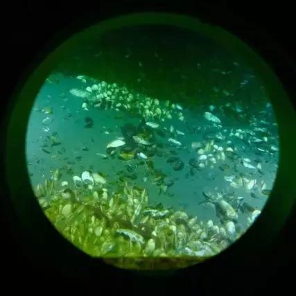 透过观察窗看到的海底冷泉生物群落 &nbsp;（张桅/摄）