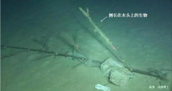  西沙海槽生物种类相对单一，数量少，其生物生存的条件较为苛刻，为海底中的“沙漠”。携带有机质的一根树枝便可成为众多生物的家（“深海勇士”号/摄）