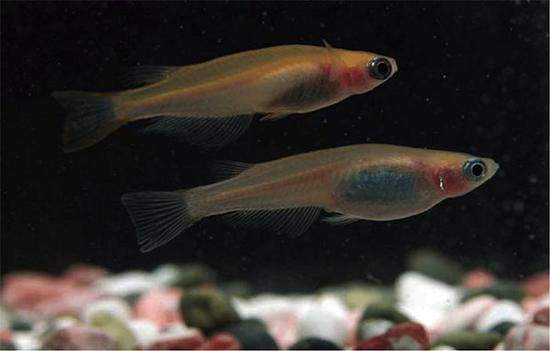 （图片来源：https：//www.ageekyworld.com）&nbsp;