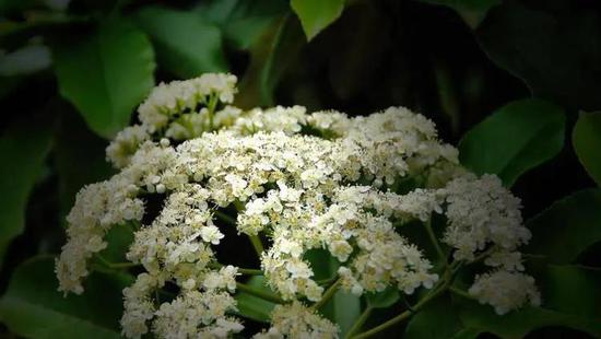 1620612672317006764.jpg be65-kphwumr3897062.jpg