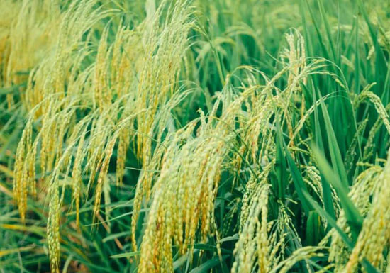 1632476460062037915.jpg 01.jpg