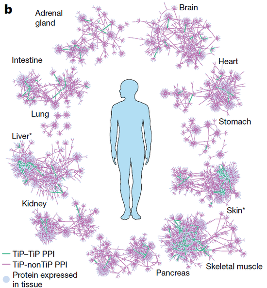 ▲该研究找到了一些组织特异的蛋白网络（图片来源：参考资料[1]）